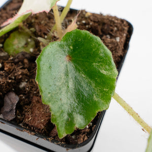 Begonia 'Rouge' variegated (wk34-L62)