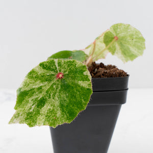 Begonia 'Rouge' variegated (wk34-L62)