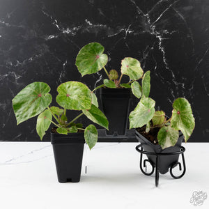 Begonia 'Rouge' Variegated