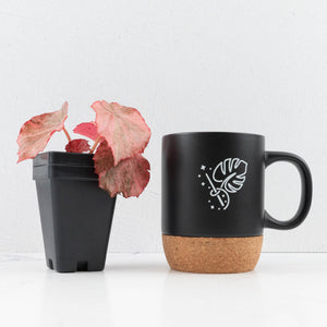 Begonia 'Rouge' pink variegated (wk30-UO)