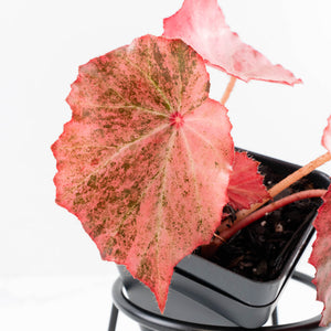 Begonia 'Rouge' pink variegated (wk30-UO)