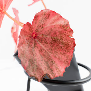 Begonia 'Rouge' pink variegated (wk30-UO)