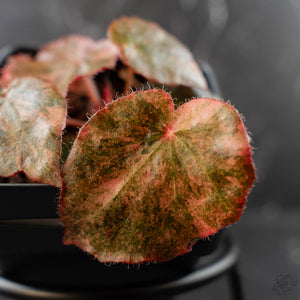 Begonia 'Rouge' Pink Variegated (wk41-U165)