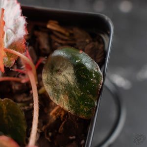Begonia 'Rouge' Pink Variegated (wk41-U165)