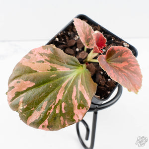 Begonia Semperflorens Pink Variegated (wk39-U148)
