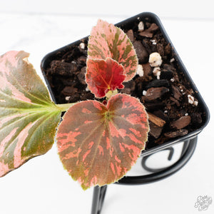 Begonia Semperflorens Pink Variegated (wk39-U148)