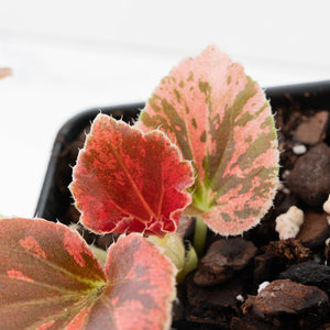 Begonia Semperflorens Pink Variegated (wk39-U148)