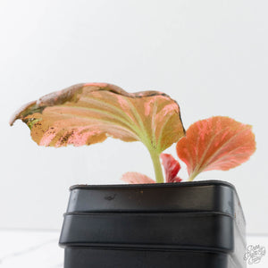 Begonia Semperflorens Pink Variegated (wk39-U148)