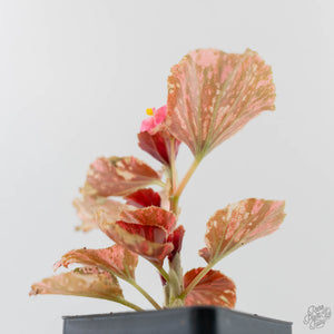 Begonia Semperflorens Pink Variegated (wk44-U197)