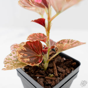 Begonia Semperflorens Pink Variegated (wk44-U197)