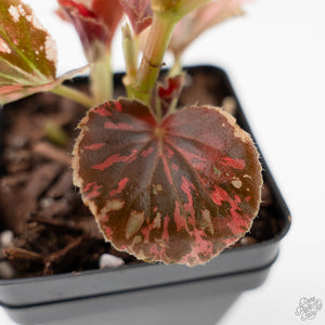 Begonia Semperflorens Pink Variegated (wk44-U197)
