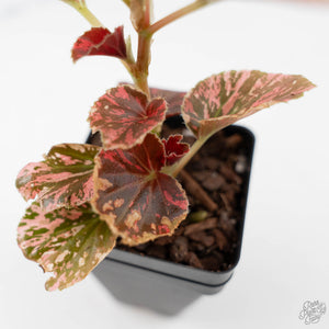 Begonia Semperflorens Pink Variegated (wk44-U197)