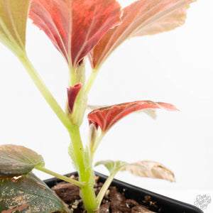 Begonia semperflorens pink variegated (wk28-UP)