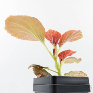 Begonia semperflorens pink variegated (wk28-UP)