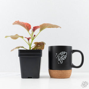 Begonia semperflorens pink variegated (wk28-UP)