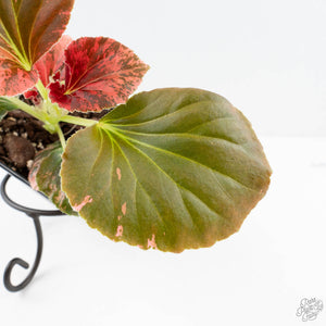 Begonia semperflorens pink variegated (wk28-UP)