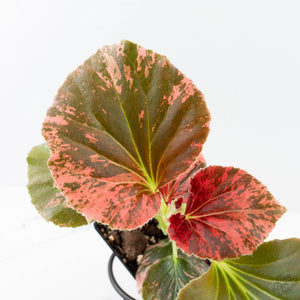 Begonia semperflorens pink variegated (wk28-UP)
