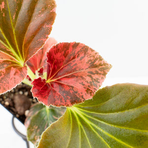 Begonia semperflorens pink variegated (wk28-UP)