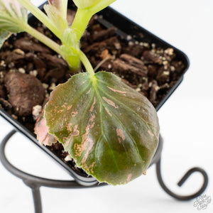 Begonia semperflorens pink variegated (wk28-UP)
