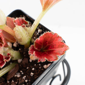 Begonia semperflorens pink variegated (wk35-U110)