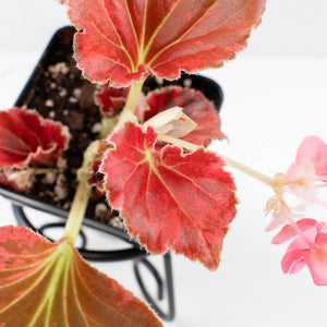 Begonia semperflorens pink variegated (wk35-U110)