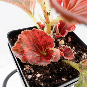 Begonia semperflorens pink variegated (wk35-U110)