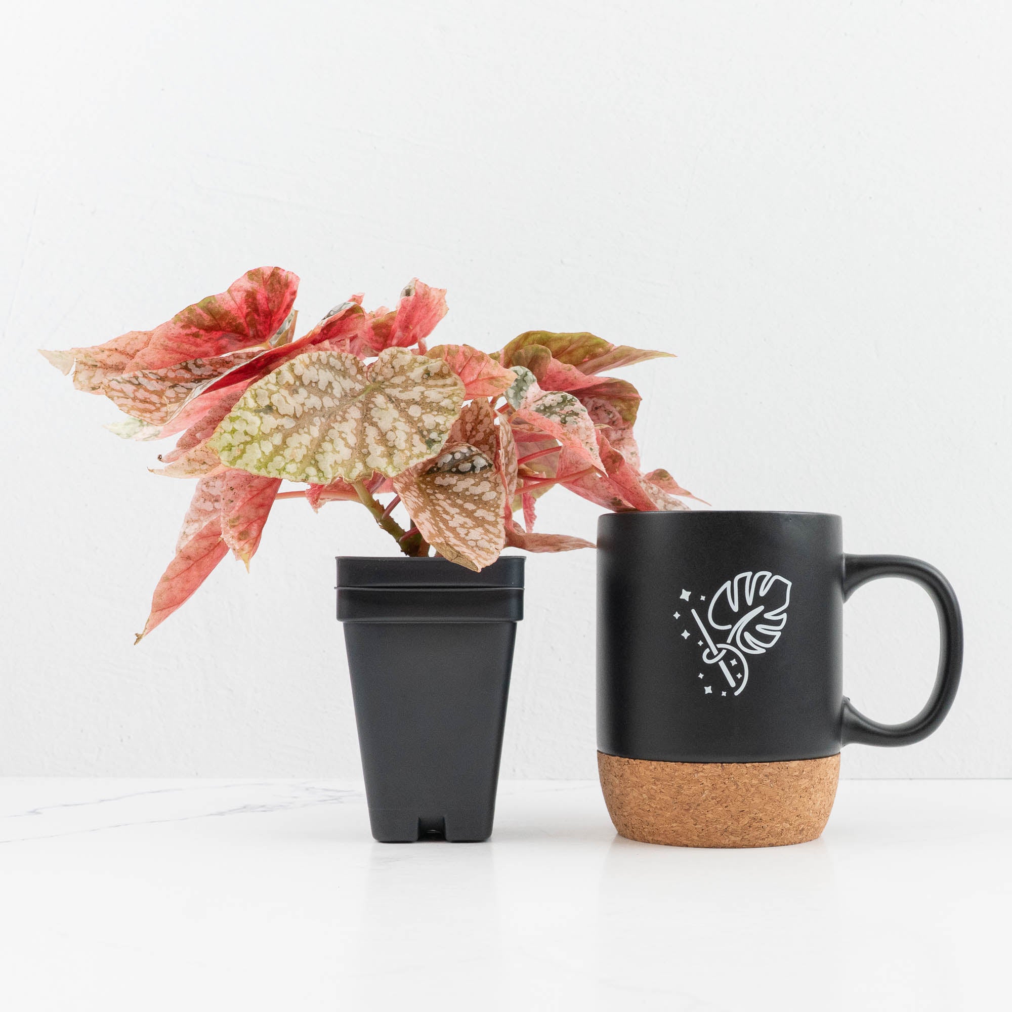 Begonia 'Snow Capped' Variegated (wk19-K) – Rare Plant Fairy