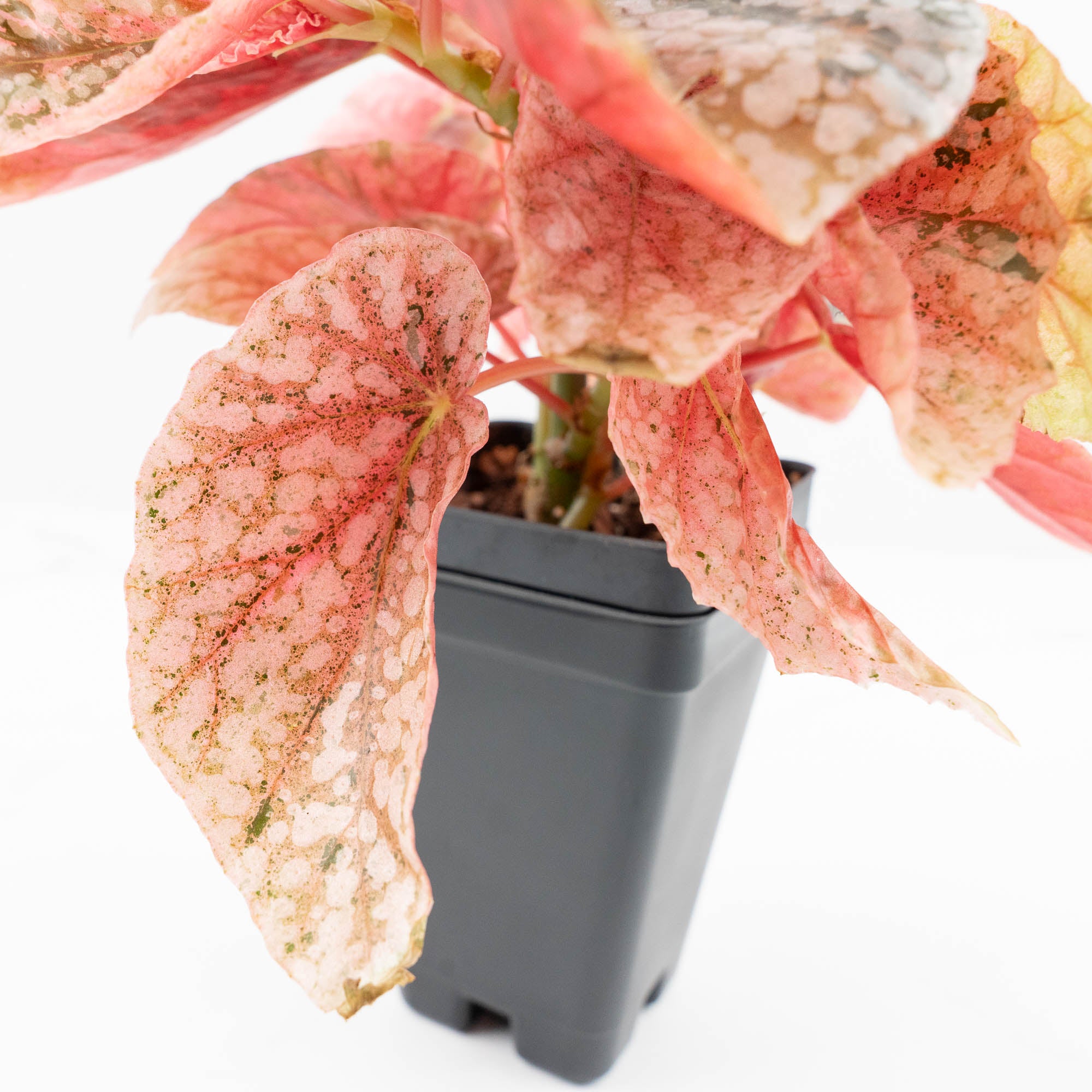 Begonia 'Snow Capped' Variegated (wk19-K) – Rare Plant Fairy