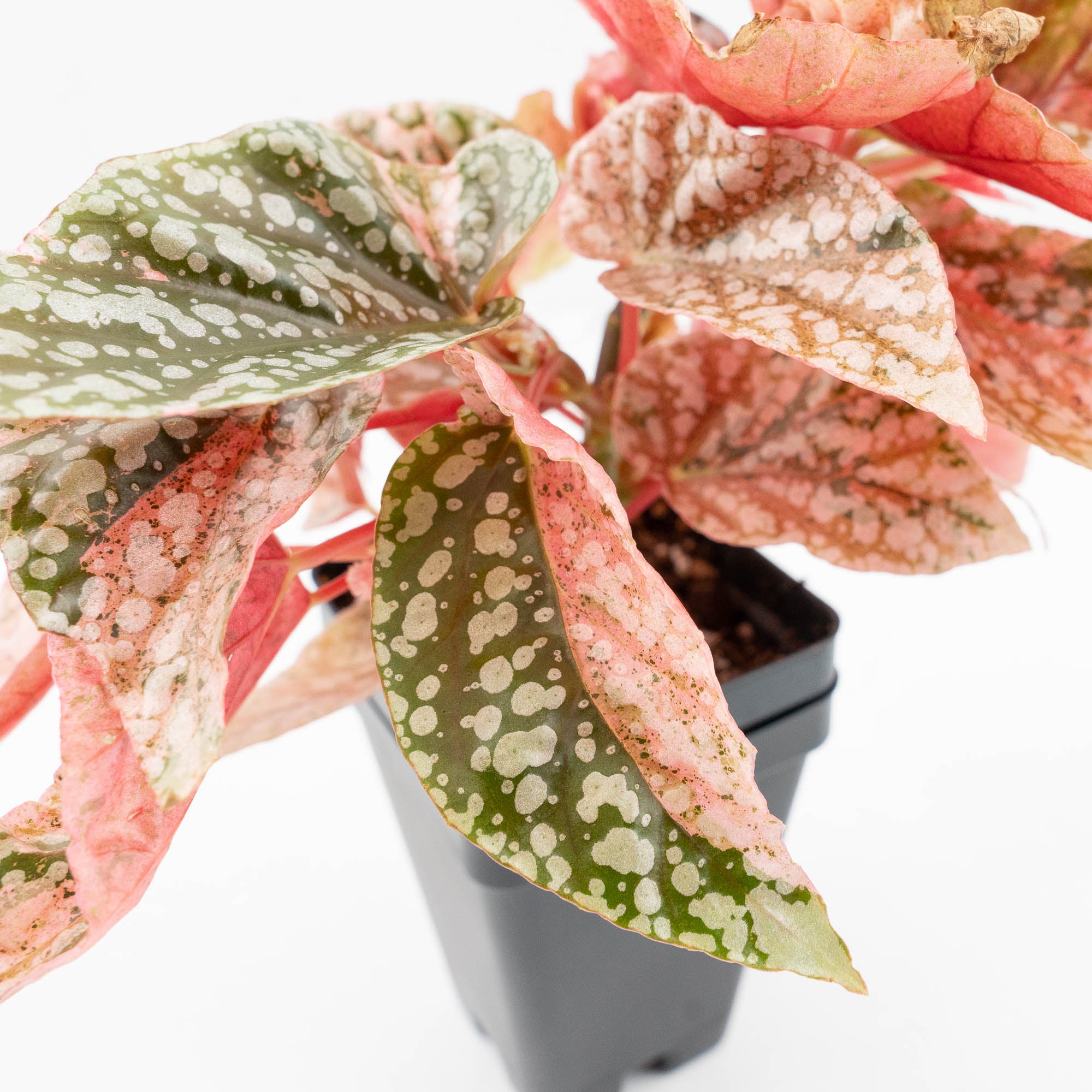 Begonia 'Snow Capped' Variegated (wk19-K) – Rare Plant Fairy