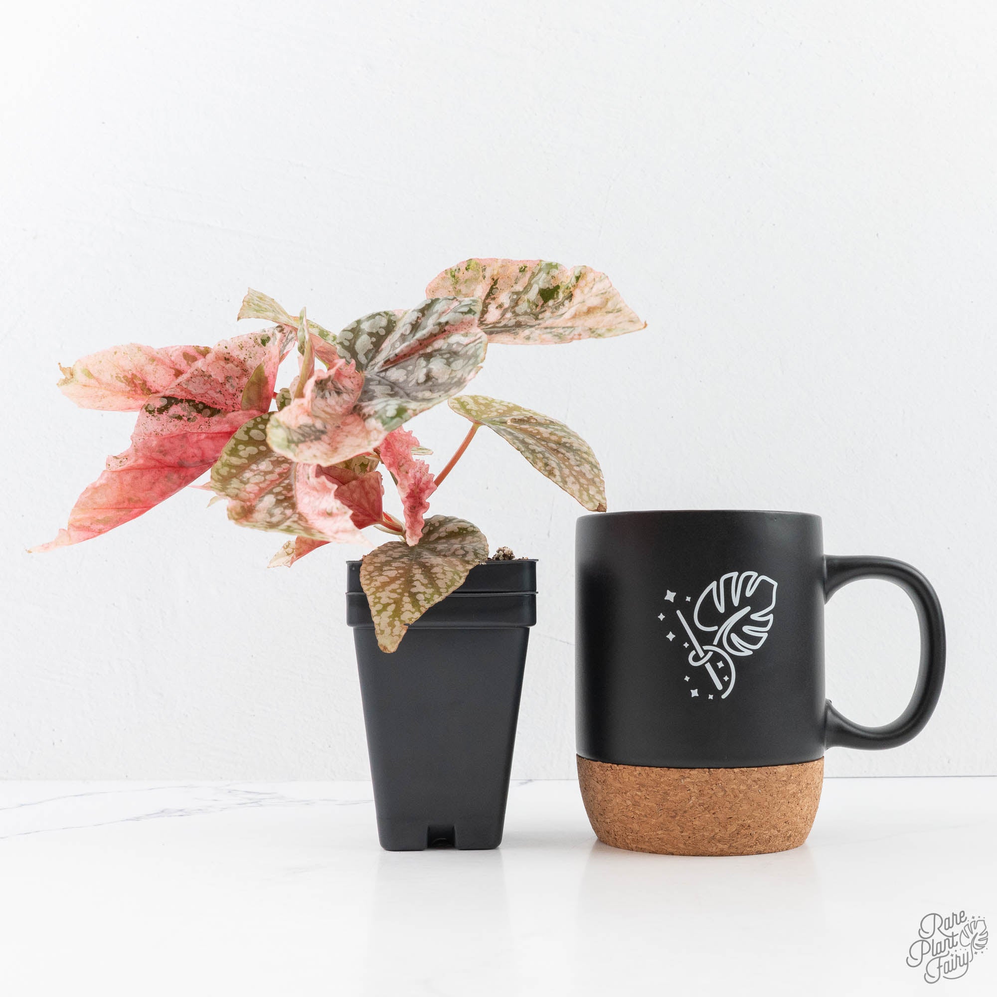 Begonia 'Snow Capped' Variegated (wk20-C) – Rare Plant Fairy