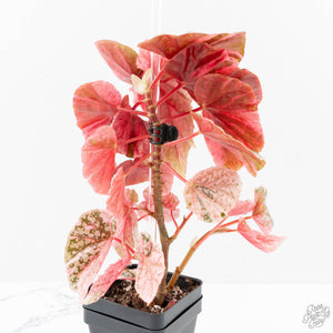 Begonia 'Snow Capped' Variegated (wk24-B)
