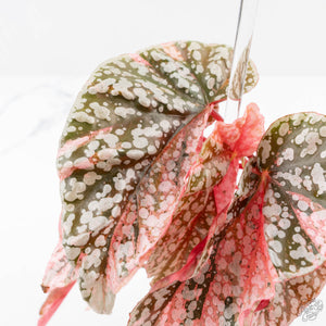 Begonia 'Snow Capped' Variegated (wk24-B)