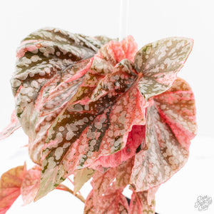 Begonia 'Snow Capped' Variegated (wk24-B)