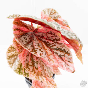 Begonia 'Snow Capped' Variegated (wk24-B)
