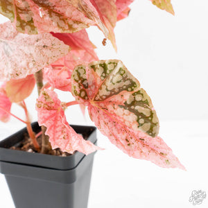 Begonia 'Snow Capped' Variegated (wk24-B)