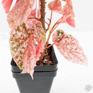 Begonia 'Snow Capped' Variegated (wk24-B)