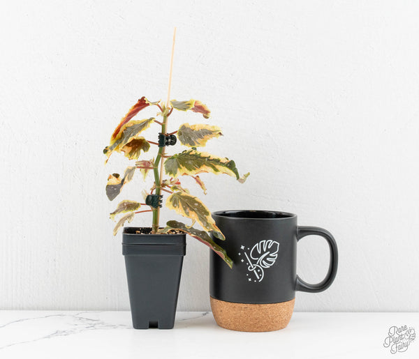 Begonia 'Dainty Spray' Sport Variegated (wk11-N)