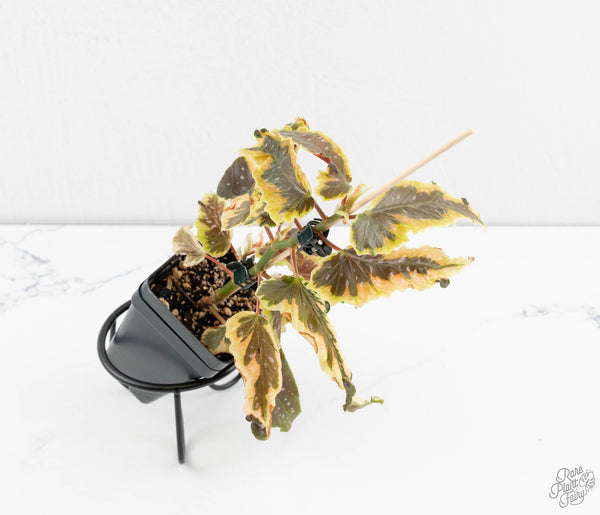 Begonia 'Dainty Spray' Sport Variegated (wk11-N)