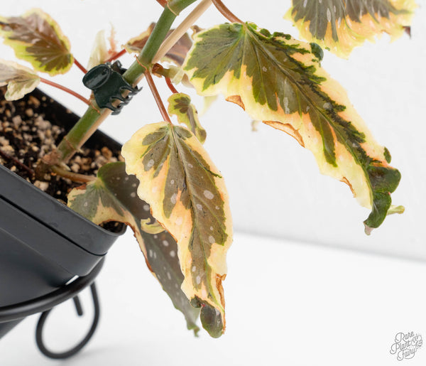 Begonia 'Dainty Spray' Sport Variegated (wk11-N)