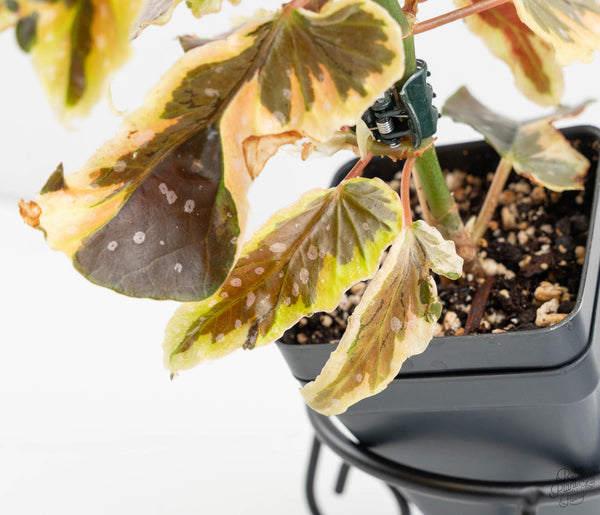 Begonia 'Dainty Spray' Sport Variegated (wk11-N)