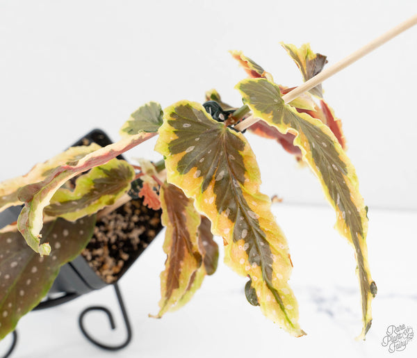 Begonia 'Dainty Spray' Sport Variegated (wk11-N)