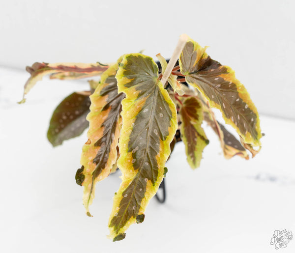 Begonia 'Dainty Spray' Sport Variegated (wk11-N)