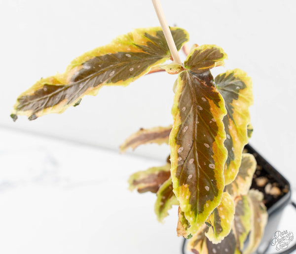 Begonia 'Dainty Spray' Sport Variegated (wk11-N)