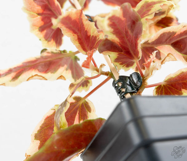 Begonia 'Dainty Spray' Sport Variegated (wk11-N)