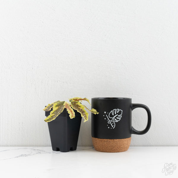 Begonia 'Dainty Spray' Sport Variegated (wk9-K)