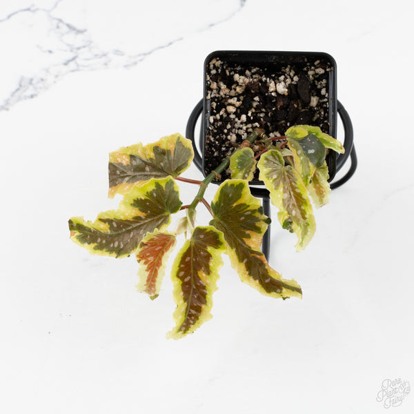 Begonia 'Dainty Spray' Sport Variegated (wk9-K)