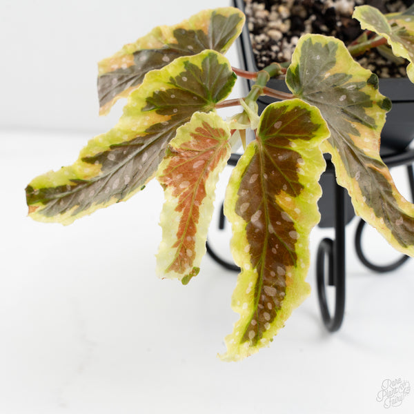 Begonia 'Dainty Spray' Sport Variegated (wk9-K)