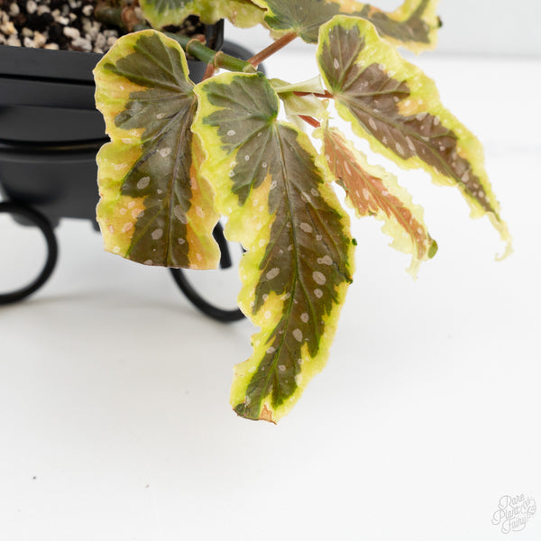 Begonia 'Dainty Spray' Sport Variegated (wk9-K)