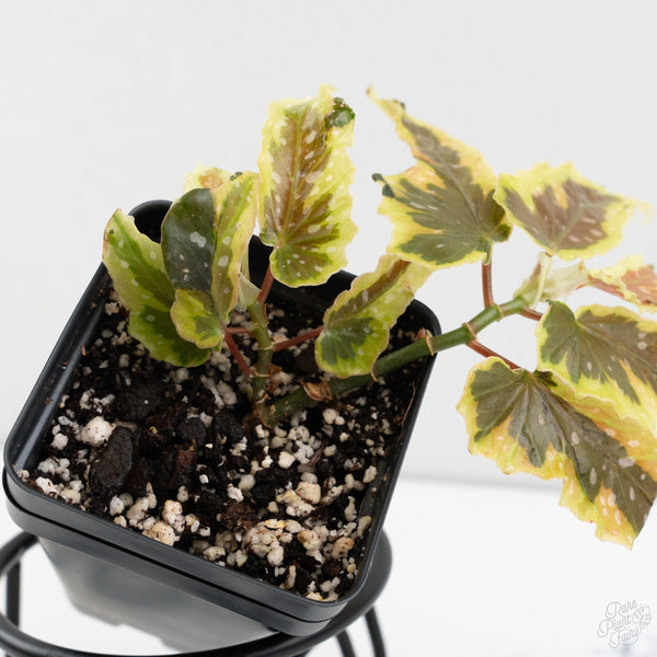 Begonia 'Dainty Spray' Sport Variegated (wk9-K)