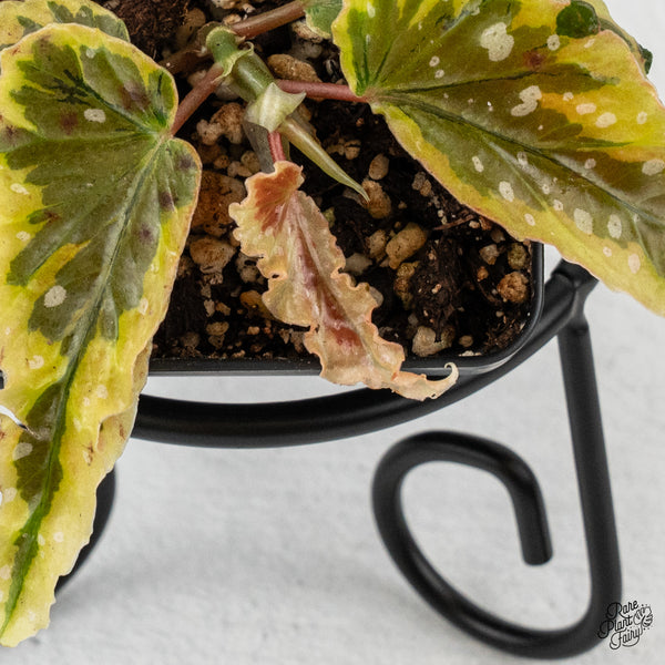 Begonia 'Dainty Spray' Sport Variegated (wk45-E)